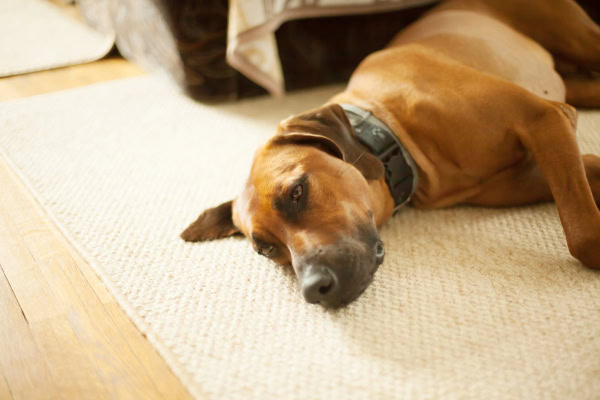 Dog with partial seizures laying on the floor