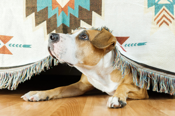 Dog hiding under a bed 