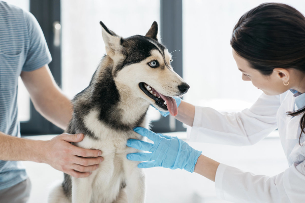 Husky dog being examined by the vet after having a seizure