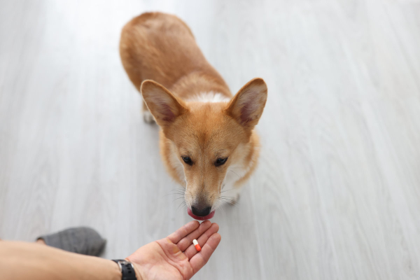 Dog taking medicine for grand mal seizures