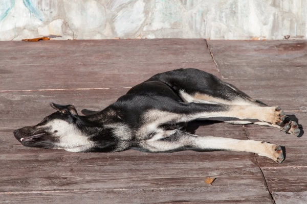 Dog on the floor having a grand mal seizure