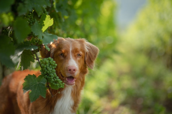 Dog standing with mouth open near a bunch of grapes on a grapevine