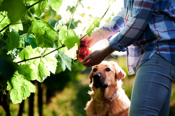 Dog sitting while his owner is cutting grapes from a grapevine