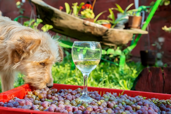 Dog sniffing grapes near a glass of wine