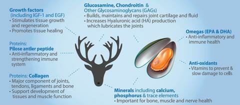 Infographic with images of green-lipped mussel and deer velvet explaining benefits of each including omegas in the green lipped mussel