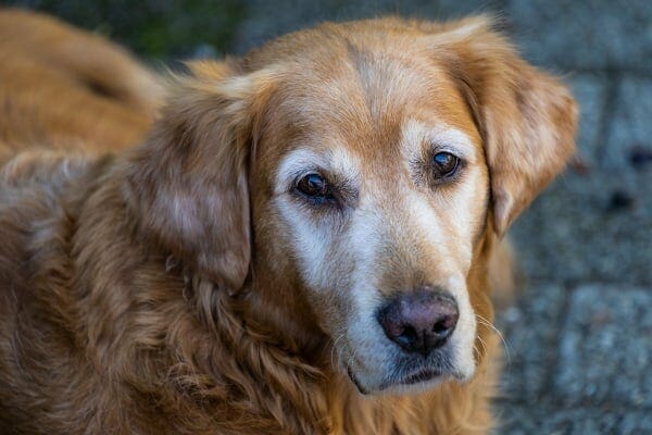 senior golden retriever