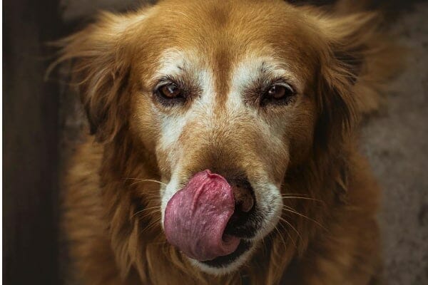 A golden retriever licking their nose