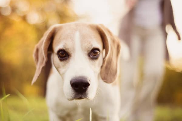 beagle mix close up