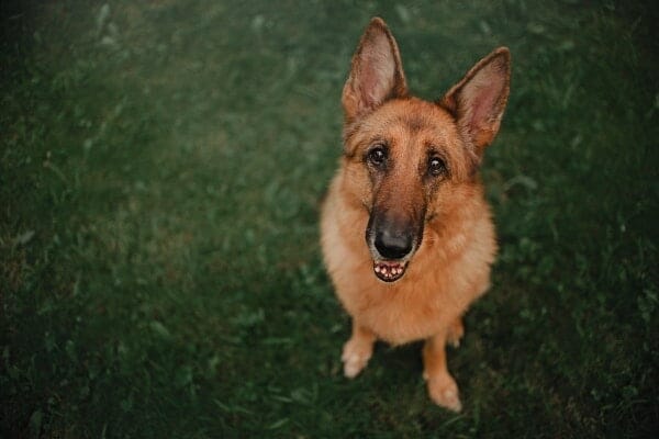 german shepherd dog on green grass