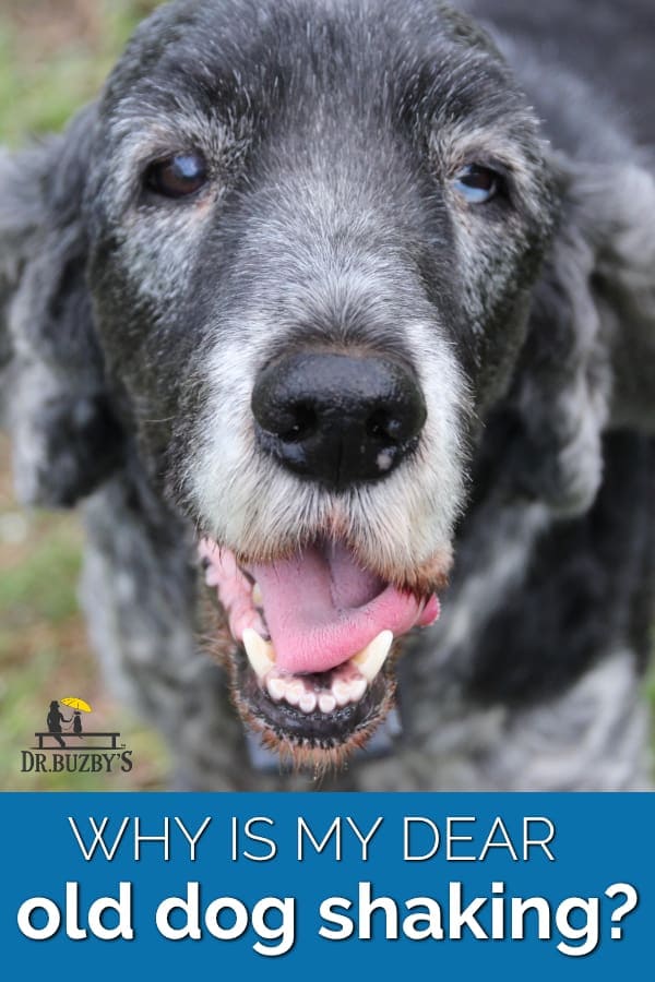 Is Your Dear Old Dog Shaking 11 Reasons Why Senior Dogs Shiver Dr Buzby S Toegrips For Dogs