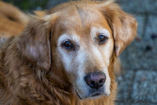 photo grey-faced golden retriever senior dog as a candidate for supplement for joint pain