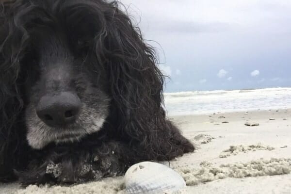 blind, grey-muzzled dog on beach with shell, photo 