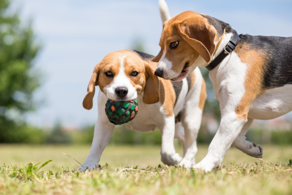 Two beagle dogs playing together to help with grief