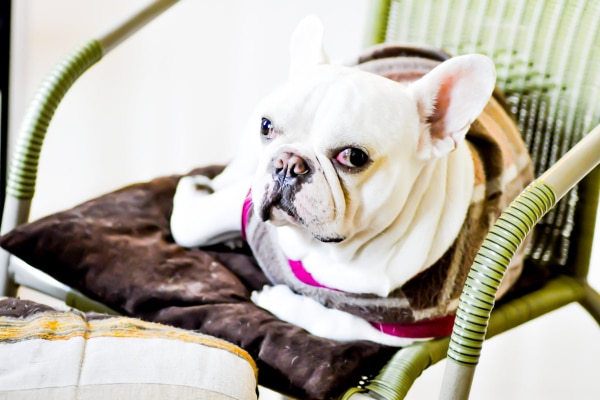 French Bulldog sitting on a chair rather than playing. Playing less may be a sign of canine grief. 