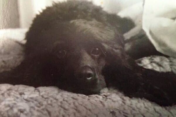 Black dog lying on grey blanket, photo