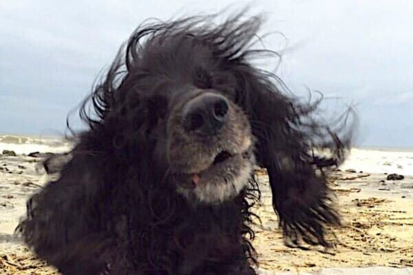 a photo taken on the beach of Remy, a blind senior dog, who's owner was grieving the loss of a dog after euthanasia