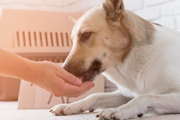 Owner giving a dog an antibiotic, which may upset gut health