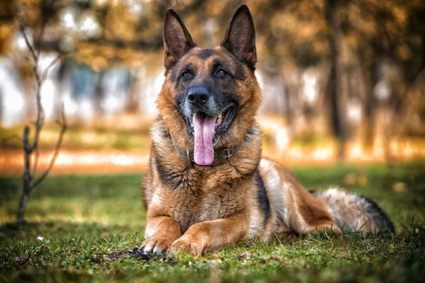 German Shepherd dog laying down in the grass