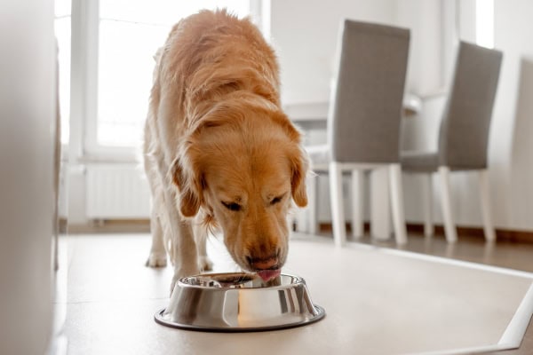 Dog eating food with probiotics to help improve his gut health