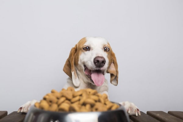 Dog staring at a bowl of food