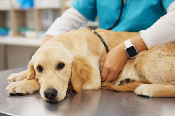 Vet examining a dog with poor gut health