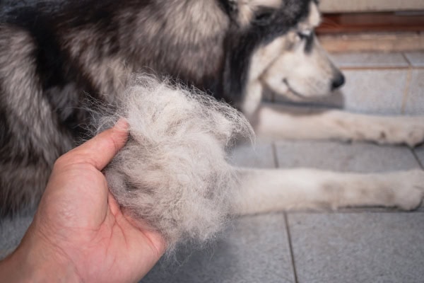 https://toegrips.com/wp-content/uploads/hairloss-husky-dp.jpg?utm_source=chatgpt.com