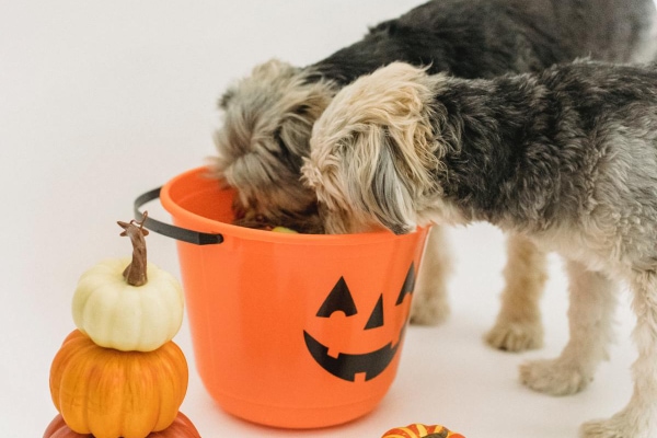 Two dogs eating halloween candy from a bucket on the floor as an example of a halloween dog safety tip to store candy up high