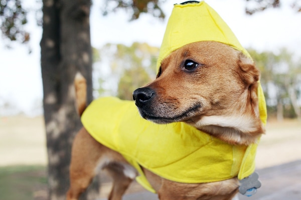 Dog wearing a banana halloween costume and walking during daylight hours as an example of a halloween dog safety tip