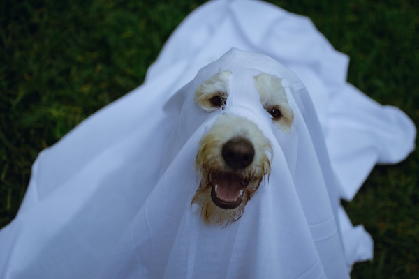 Dog wearing ghost halloween costume