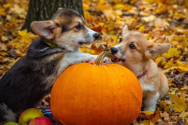Two puppies chewing on a halloween pumpkin