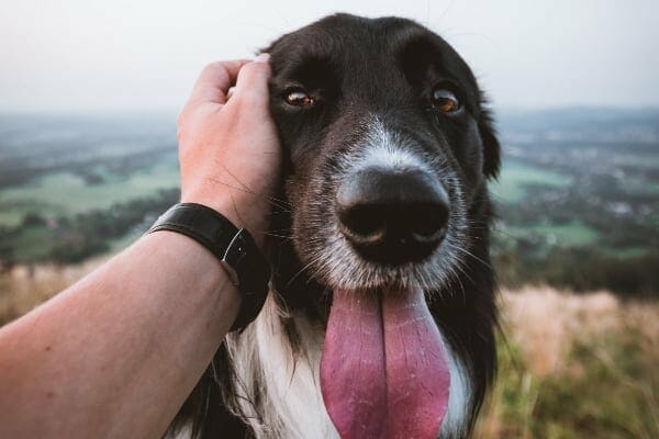 person rubbing dog's head. photo. 