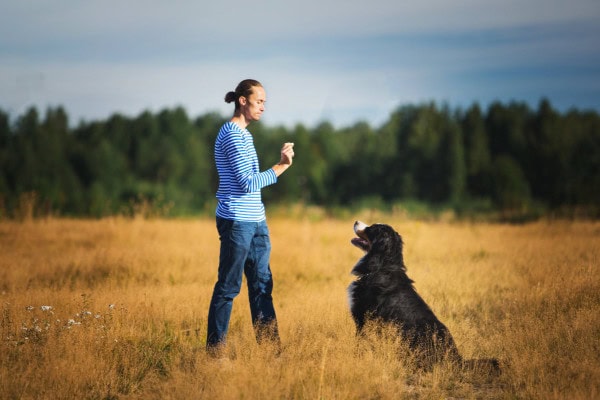 Dog watching his owners hand signal