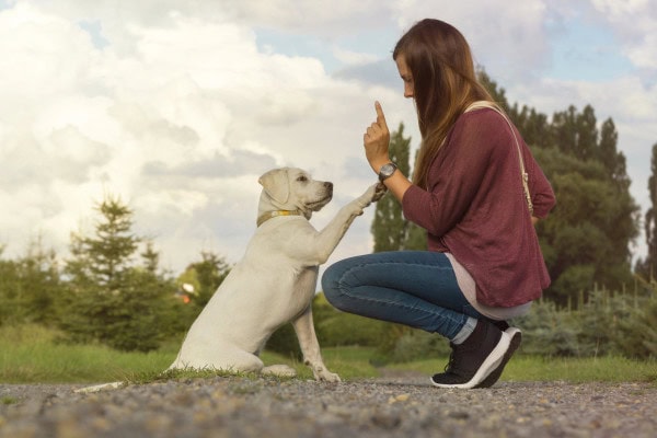 Puppy learning hand signals with his owner