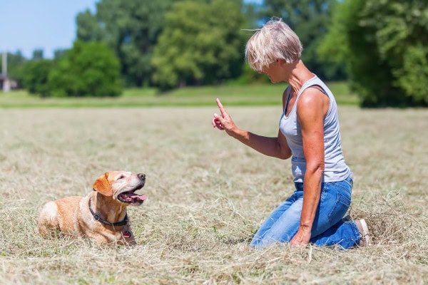 Dog laying down while watching his owner who is using a  hand signal for dogs