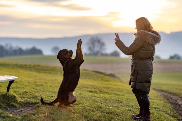 Dog following a dog owner who is demonstrating hand signals for dogs