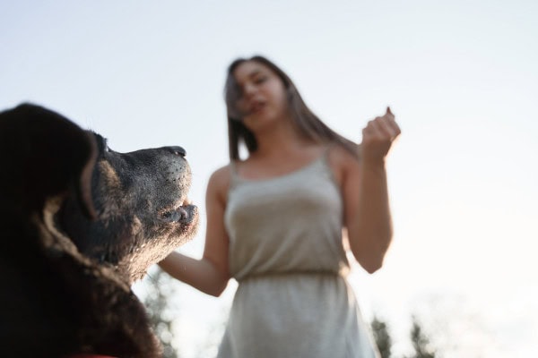 Dog learning hand signal from owner