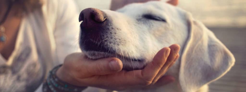 Happy dog resting head on dog owner's hand