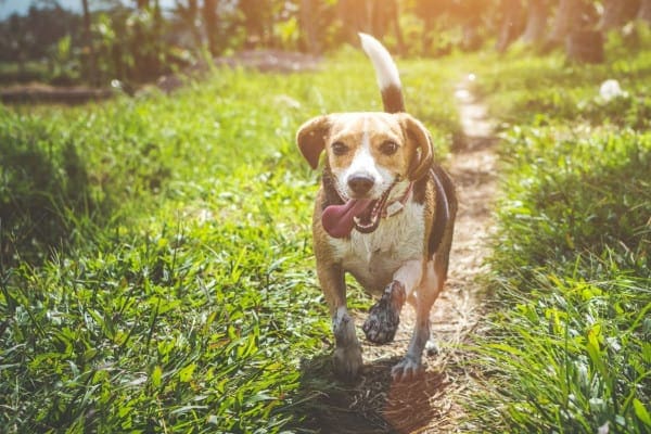 Happy senior dog trotting on a path 