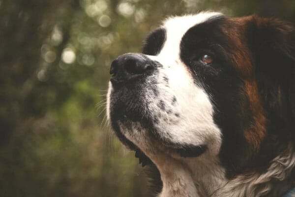 photo of st. bernard dog's face 