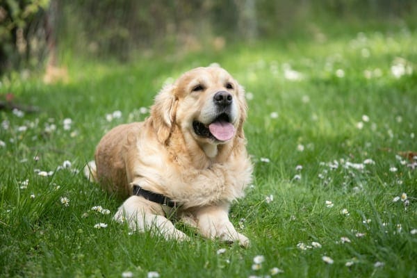 senior golden retriever lying in the grass, photo