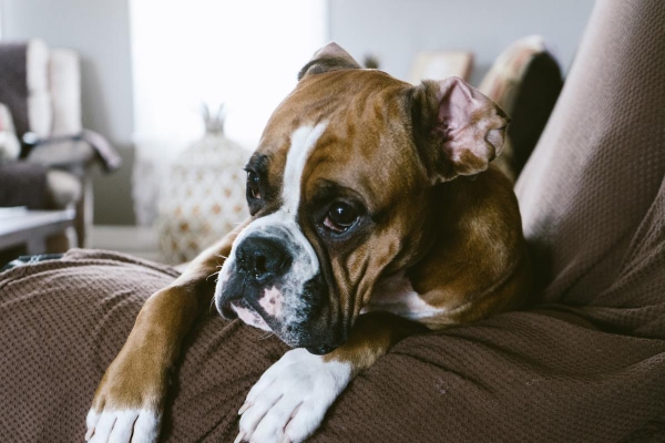 Boxer dog, a breed more susceptible to idiopathic head tremor syndrome (IHTS), on the side of the couch with his ears flipped back and looking worried