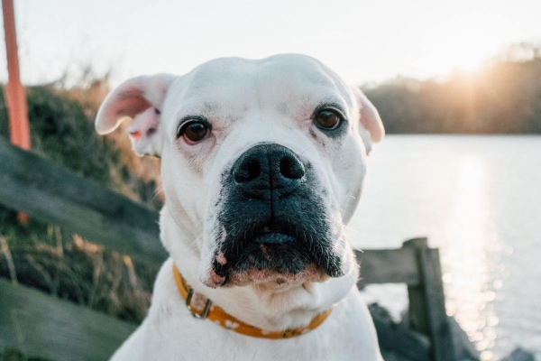 White Boxer dog out by the river