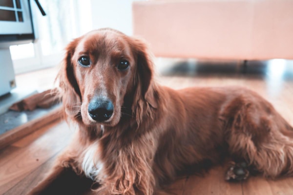 Spaniel, a dog breed more susceptible to idiopathic head tremors, lying down on the hardwood floor