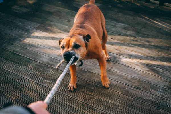 Senior Boxer mixed breed dog playing tug of war with his owner on the back deck