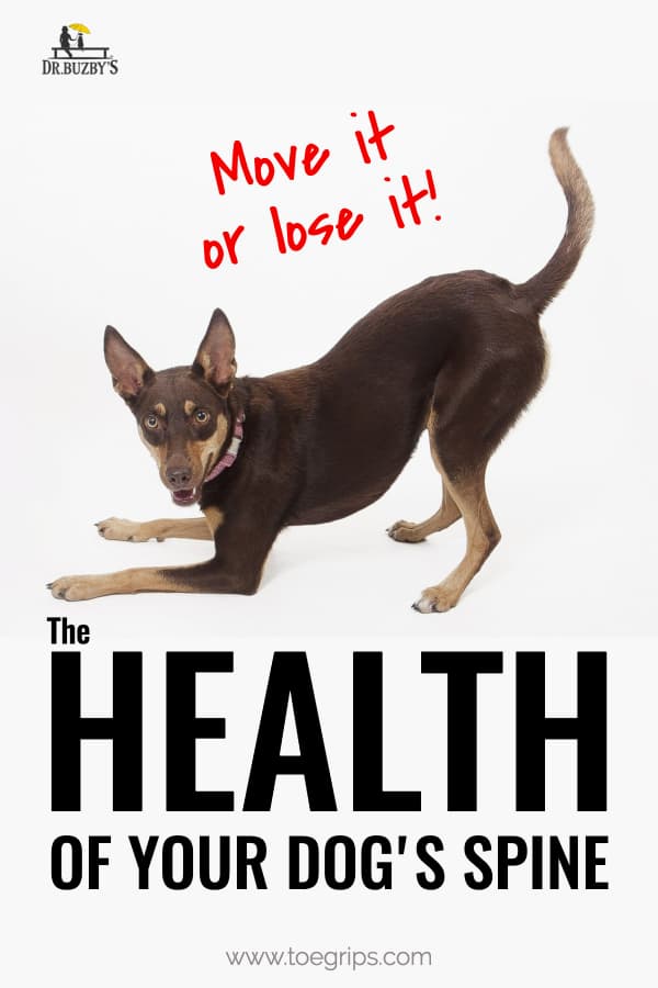 Dog in a play position. Title reads: Move it or lose it the health of your dog's spine