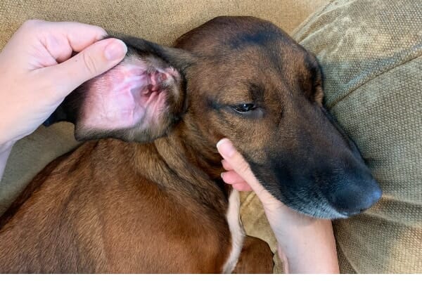 Dr. Buzby's hands flipping dog's ear back to check that the dog's ear is healthy, photo