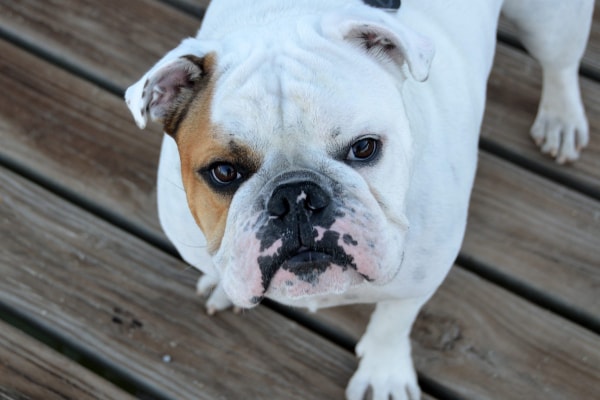 Bulldog with hearing loss due to chronic ear infections.