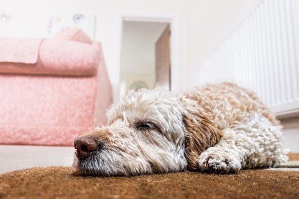 Doodle dog sleeping on the carpet