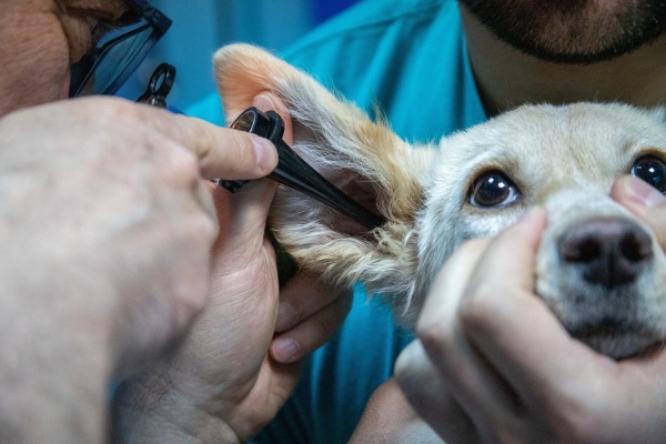 Veterinarian looking into a dog's ear with an otoscope as part of checking for hearing loss in dogs