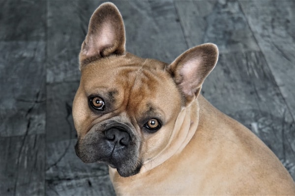 Frenchie dog with hearing loss